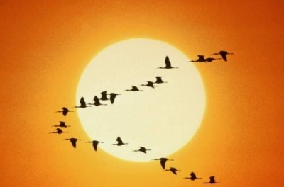 Los Gansos y el Trabajo en Equipo