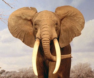 De empresa elefante a empresa gacela