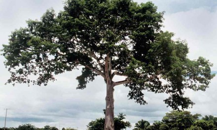 Pensar en Soluciones: Analogía del Árbol