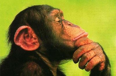 Los animales y el #liderazgo #infografía