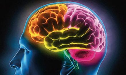 Preferencias Hemisféricas de Ned Herrmann